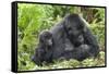 Africa, Rwanda, Volcanoes National Park. Female mountain gorilla with young by her side.-Ellen Goff-Framed Stretched Canvas