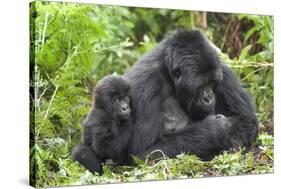 Africa, Rwanda, Volcanoes National Park. Female mountain gorilla with young by her side.-Ellen Goff-Stretched Canvas