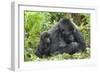 Africa, Rwanda, Volcanoes National Park. Female mountain gorilla with young by her side.-Ellen Goff-Framed Photographic Print