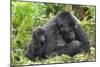 Africa, Rwanda, Volcanoes National Park. Female mountain gorilla with young by her side.-Ellen Goff-Mounted Photographic Print