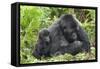 Africa, Rwanda, Volcanoes National Park. Female mountain gorilla with young by her side.-Ellen Goff-Framed Stretched Canvas