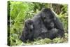 Africa, Rwanda, Volcanoes National Park. Female mountain gorilla with young by her side.-Ellen Goff-Stretched Canvas