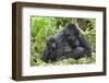 Africa, Rwanda, Volcanoes National Park. Female mountain gorilla with young by her side.-Ellen Goff-Framed Photographic Print