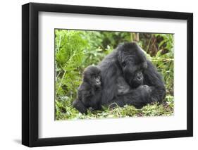 Africa, Rwanda, Volcanoes National Park. Female mountain gorilla with young by her side.-Ellen Goff-Framed Photographic Print