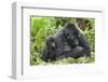 Africa, Rwanda, Volcanoes National Park. Female mountain gorilla with young by her side.-Ellen Goff-Framed Photographic Print