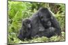 Africa, Rwanda, Volcanoes National Park. Female mountain gorilla with young by her side.-Ellen Goff-Mounted Photographic Print