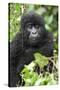 Africa, Rwanda, Volcanoes National Park. Juvenile mountain gorilla watching us curiously.-Ellen Goff-Stretched Canvas