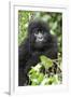 Africa, Rwanda, Volcanoes National Park. Juvenile mountain gorilla watching us curiously.-Ellen Goff-Framed Photographic Print