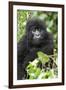 Africa, Rwanda, Volcanoes National Park. Juvenile mountain gorilla watching us curiously.-Ellen Goff-Framed Photographic Print