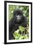 Africa, Rwanda, Volcanoes National Park. Juvenile mountain gorilla watching us curiously.-Ellen Goff-Framed Photographic Print