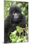 Africa, Rwanda, Volcanoes National Park. Juvenile mountain gorilla watching us curiously.-Ellen Goff-Mounted Photographic Print