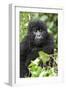 Africa, Rwanda, Volcanoes National Park. Juvenile mountain gorilla watching us curiously.-Ellen Goff-Framed Photographic Print