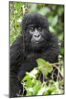 Africa, Rwanda, Volcanoes National Park. Juvenile mountain gorilla watching us curiously.-Ellen Goff-Mounted Photographic Print