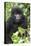 Africa, Rwanda, Volcanoes National Park. Juvenile mountain gorilla watching us curiously.-Ellen Goff-Stretched Canvas