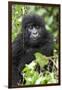 Africa, Rwanda, Volcanoes National Park. Juvenile mountain gorilla watching us curiously.-Ellen Goff-Framed Photographic Print