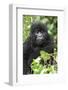 Africa, Rwanda, Volcanoes National Park. Juvenile mountain gorilla watching us curiously.-Ellen Goff-Framed Photographic Print