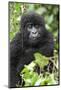 Africa, Rwanda, Volcanoes National Park. Juvenile mountain gorilla watching us curiously.-Ellen Goff-Mounted Photographic Print