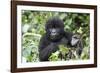 Africa, Rwanda, Volcanoes National Park. Juvenile mountain gorilla watching us curiously.-Ellen Goff-Framed Photographic Print