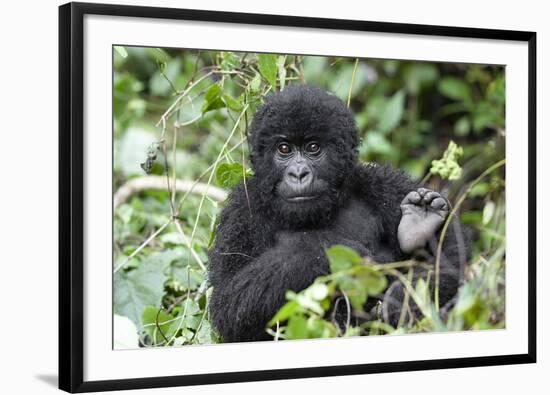 Africa, Rwanda, Volcanoes National Park. Juvenile mountain gorilla watching us curiously.-Ellen Goff-Framed Photographic Print