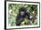 Africa, Rwanda, Volcanoes National Park. Juvenile mountain gorilla watching us curiously.-Ellen Goff-Framed Photographic Print