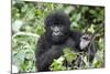 Africa, Rwanda, Volcanoes National Park. Juvenile mountain gorilla watching us curiously.-Ellen Goff-Mounted Photographic Print