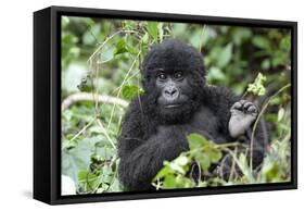 Africa, Rwanda, Volcanoes National Park. Juvenile mountain gorilla watching us curiously.-Ellen Goff-Framed Stretched Canvas