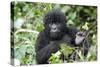 Africa, Rwanda, Volcanoes National Park. Juvenile mountain gorilla watching us curiously.-Ellen Goff-Stretched Canvas