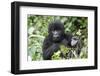 Africa, Rwanda, Volcanoes National Park. Juvenile mountain gorilla watching us curiously.-Ellen Goff-Framed Premium Photographic Print