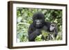 Africa, Rwanda, Volcanoes National Park. Juvenile mountain gorilla watching us curiously.-Ellen Goff-Framed Photographic Print