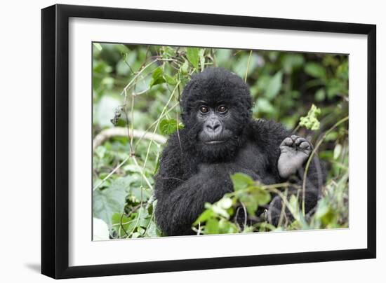 Africa, Rwanda, Volcanoes National Park. Juvenile mountain gorilla watching us curiously.-Ellen Goff-Framed Photographic Print