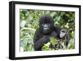 Africa, Rwanda, Volcanoes National Park. Juvenile mountain gorilla watching us curiously.-Ellen Goff-Framed Photographic Print