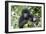 Africa, Rwanda, Volcanoes National Park. Juvenile mountain gorilla watching us curiously.-Ellen Goff-Framed Photographic Print