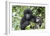 Africa, Rwanda, Volcanoes National Park. Juvenile mountain gorilla watching us curiously.-Ellen Goff-Framed Photographic Print