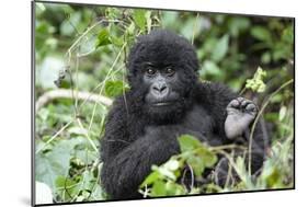 Africa, Rwanda, Volcanoes National Park. Juvenile mountain gorilla watching us curiously.-Ellen Goff-Mounted Photographic Print