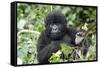 Africa, Rwanda, Volcanoes National Park. Juvenile mountain gorilla watching us curiously.-Ellen Goff-Framed Stretched Canvas