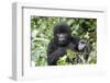 Africa, Rwanda, Volcanoes National Park. Juvenile mountain gorilla watching us curiously.-Ellen Goff-Framed Photographic Print