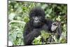 Africa, Rwanda, Volcanoes National Park. Juvenile mountain gorilla watching us curiously.-Ellen Goff-Mounted Photographic Print