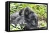 Africa, Rwanda, Volcanoes National Park. Mother mountain gorilla with its young playing on its back-Ellen Goff-Framed Stretched Canvas