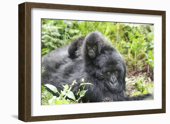 Africa, Rwanda, Volcanoes National Park. Mother mountain gorilla with its young playing on its back-Ellen Goff-Framed Photographic Print