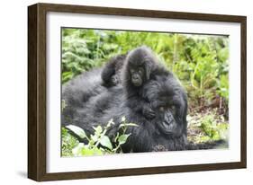 Africa, Rwanda, Volcanoes National Park. Mother mountain gorilla with its young playing on its back-Ellen Goff-Framed Photographic Print