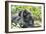 Africa, Rwanda, Volcanoes National Park. Mother mountain gorilla with its young playing on its back-Ellen Goff-Framed Photographic Print