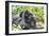 Africa, Rwanda, Volcanoes National Park. Mother mountain gorilla with its young playing on its back-Ellen Goff-Framed Photographic Print