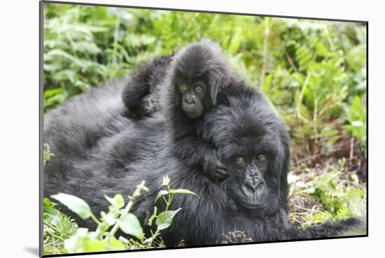 Africa, Rwanda, Volcanoes National Park. Mother mountain gorilla with its young playing on its back-Ellen Goff-Mounted Photographic Print