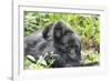 Africa, Rwanda, Volcanoes National Park. Mother mountain gorilla with its young playing on its back-Ellen Goff-Framed Photographic Print