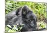 Africa, Rwanda, Volcanoes National Park. Mother mountain gorilla with its young playing on its back-Ellen Goff-Mounted Photographic Print