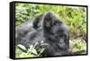 Africa, Rwanda, Volcanoes National Park. Mother mountain gorilla with its young playing on its back-Ellen Goff-Framed Stretched Canvas