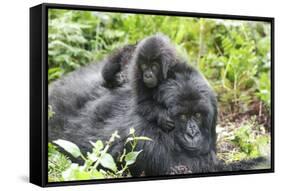 Africa, Rwanda, Volcanoes National Park. Mother mountain gorilla with its young playing on its back-Ellen Goff-Framed Stretched Canvas