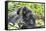 Africa, Rwanda, Volcanoes National Park. Mother mountain gorilla with its young playing on its back-Ellen Goff-Framed Stretched Canvas