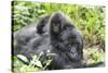 Africa, Rwanda, Volcanoes National Park. Mother mountain gorilla with its young playing on its back-Ellen Goff-Stretched Canvas