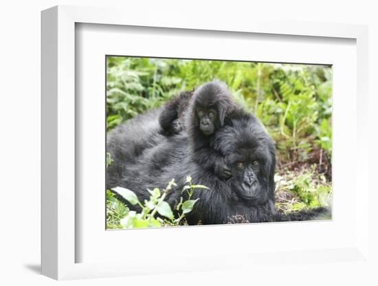 Africa, Rwanda, Volcanoes National Park. Mother mountain gorilla with its young playing on its back-Ellen Goff-Framed Photographic Print